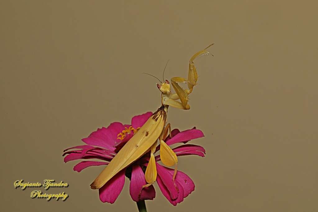 Image of Orchid mantis