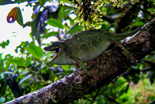 Image of Marshall's African Leaf Chameleon