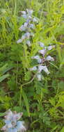 Image of Lachenalia bolusii W. F. Barker