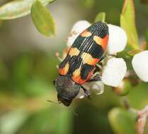 Image of Castiarina sexplagiata (Gory 1841)