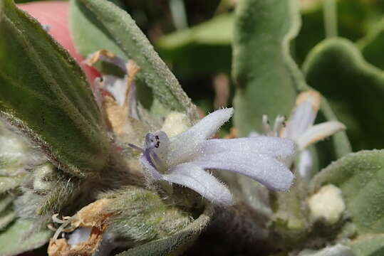 Image of Bugle plant