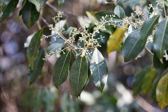 Слика од Psychopterys multiflora (Nied.) W. R. Anderson & S. Corso