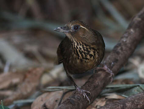 Слика од Garrulax merulinus Blyth 1851