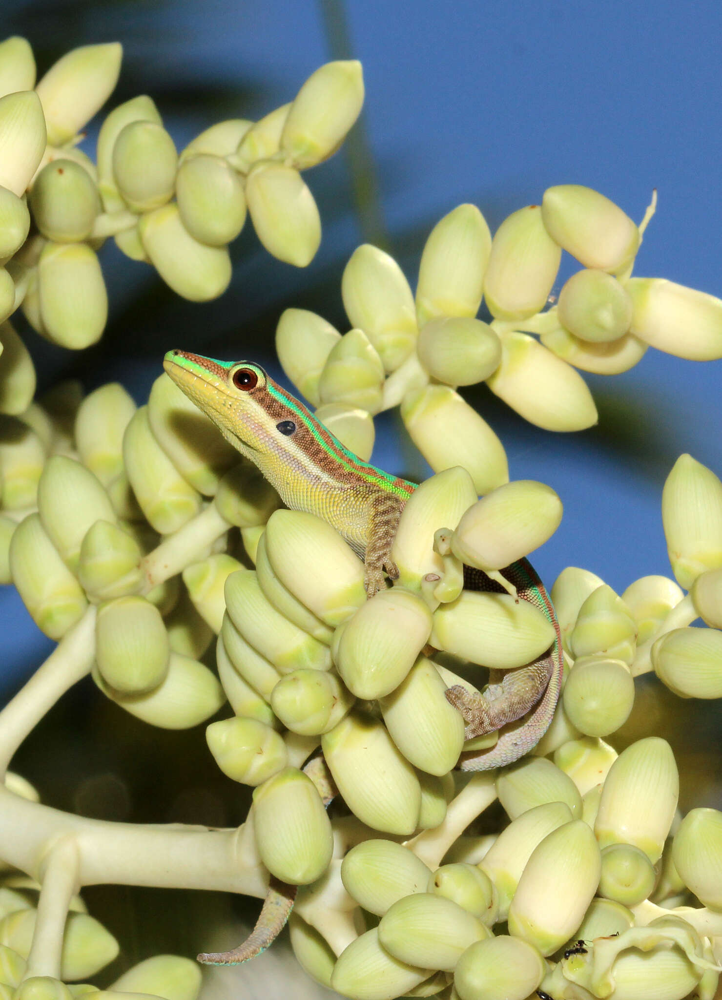 Image of Bluetail Day Gecko
