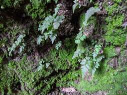 Imagem de Asplenium abscissum Willd.