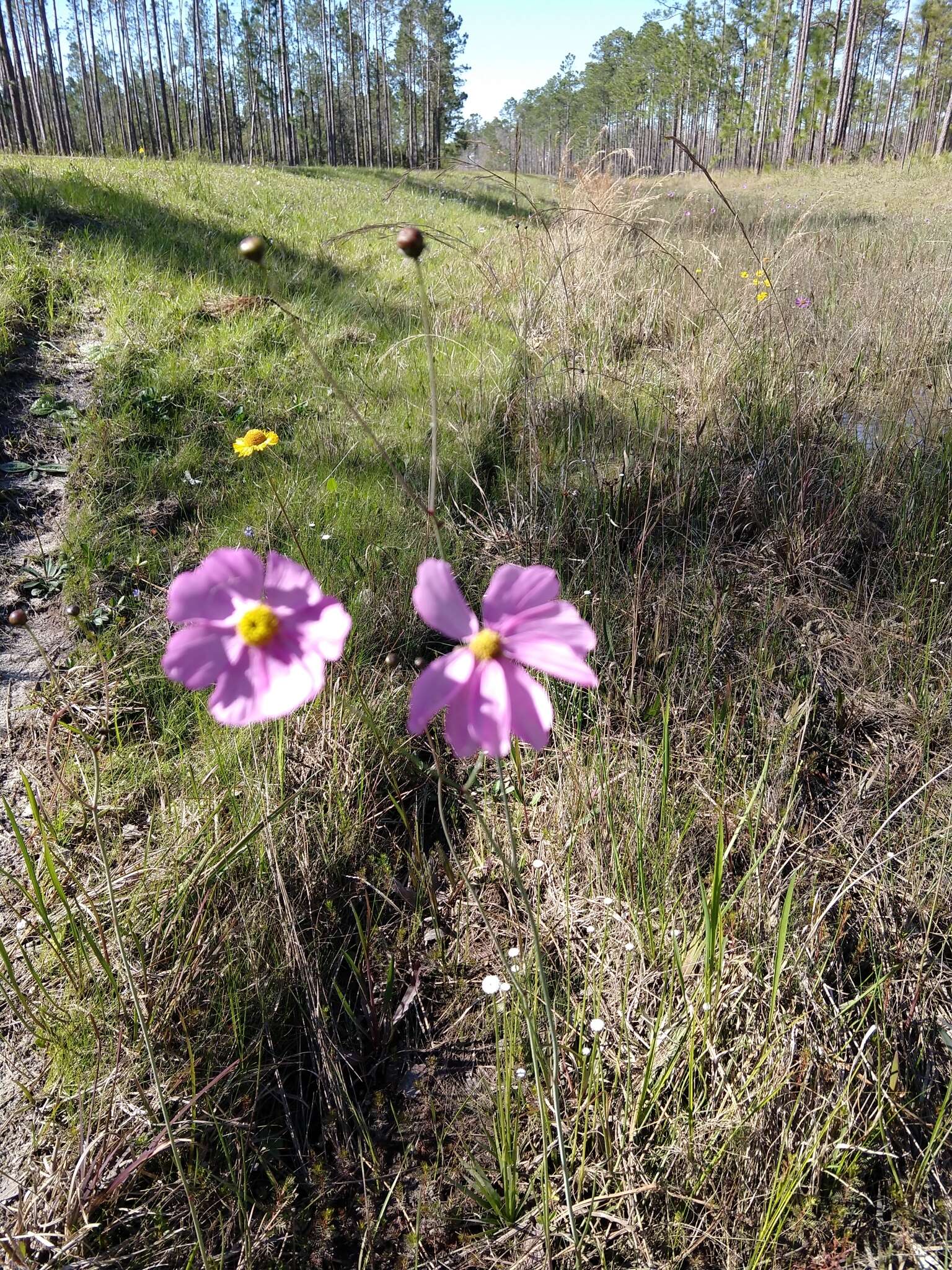 صورة Coreopsis nudata Nutt.