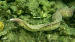 Image of Geometric moray