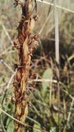 Image of Habenaria pseudociliosa Schelpe ex J. C. Manning