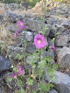 Image de Alcea dissecta (Baker) Zoh.