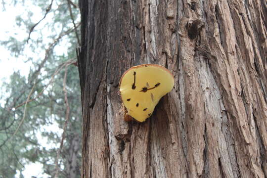 Image of Tyromyces amarus (Hedgc.) J. Lowe 1975