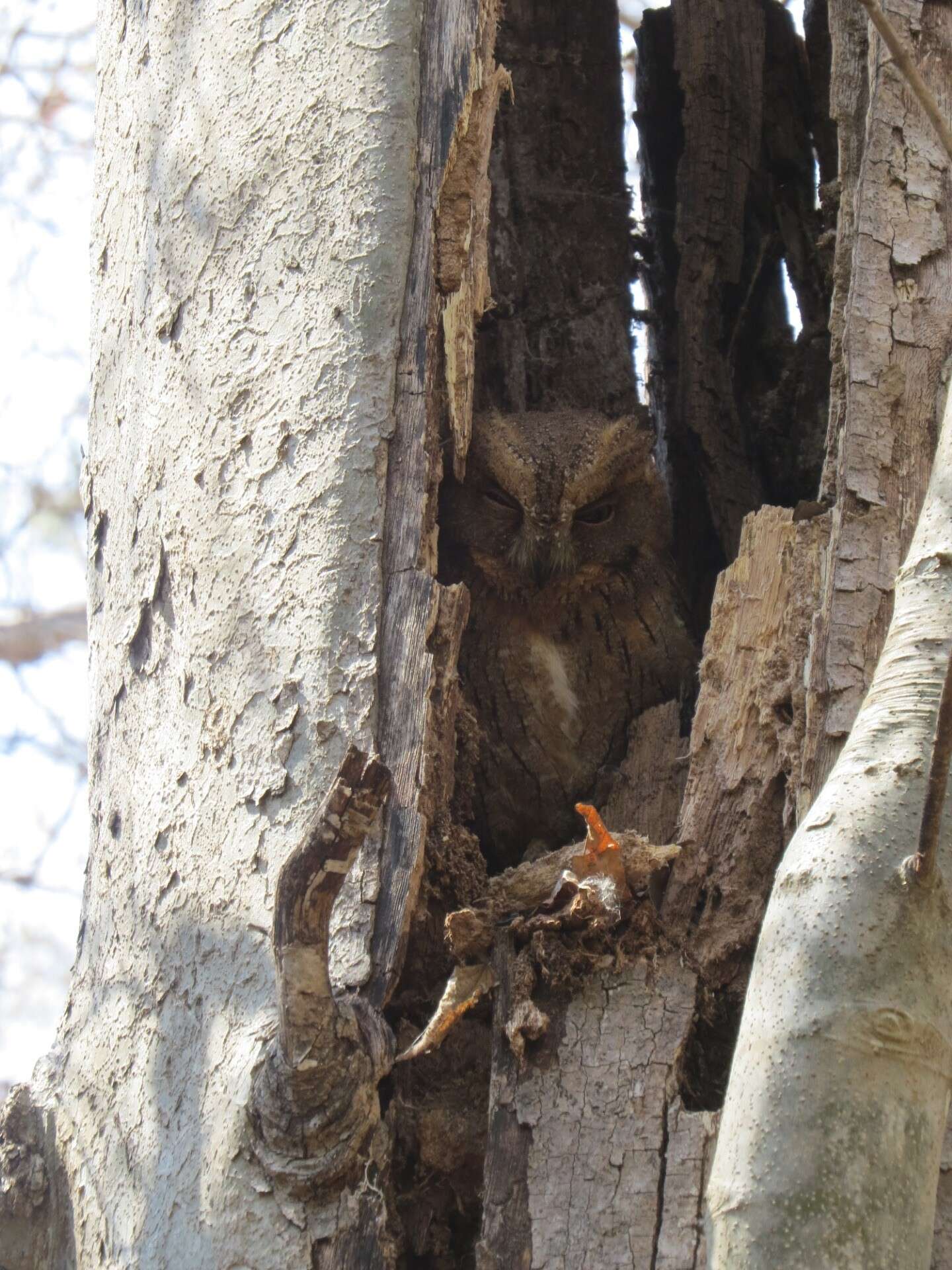 Image of Madagascar Scops-owl