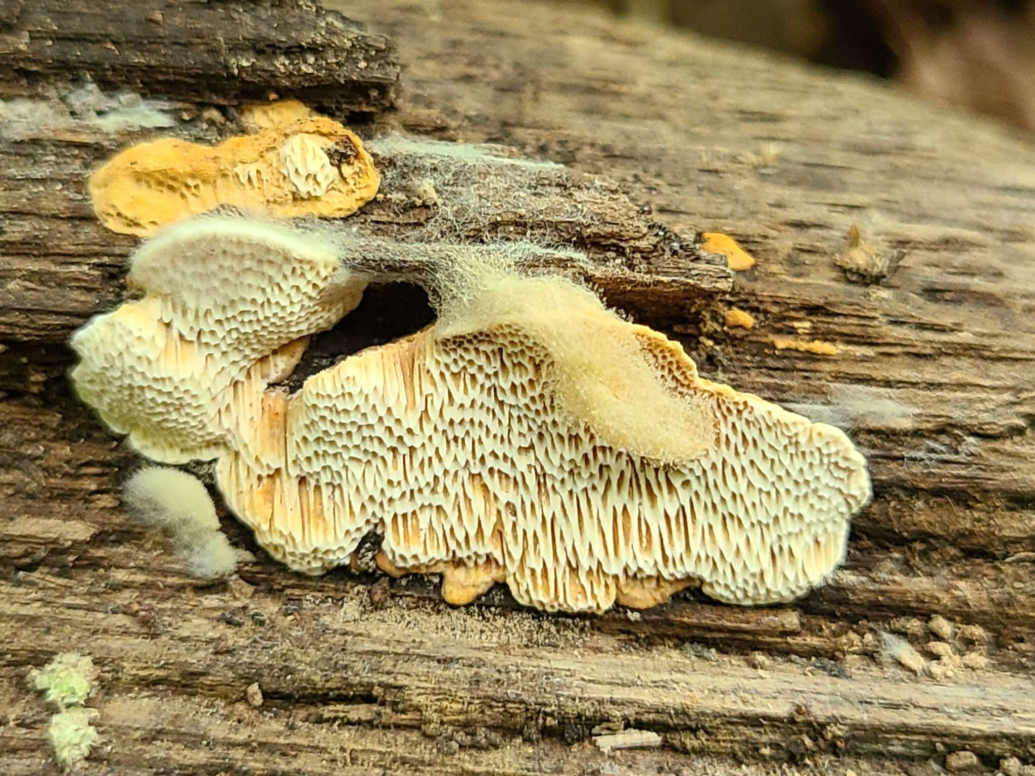 Image of Brunneoporus malicola (Berk. & M. A. Curtis) Audet 2017