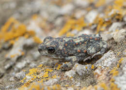 Image of Günther’s toad or rock toad