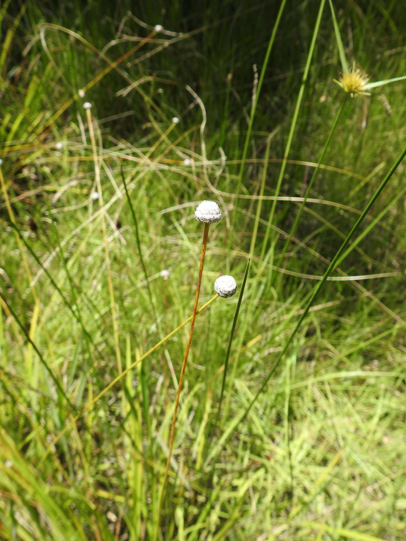 Image de Eriocaulon australe R. Br.