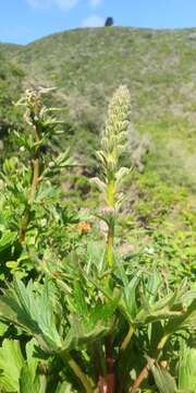 Image of California larkspur