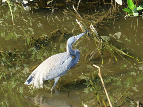 Image de Aigrette tricolore