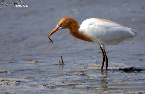 Image of Bubulcus ibis coromandus