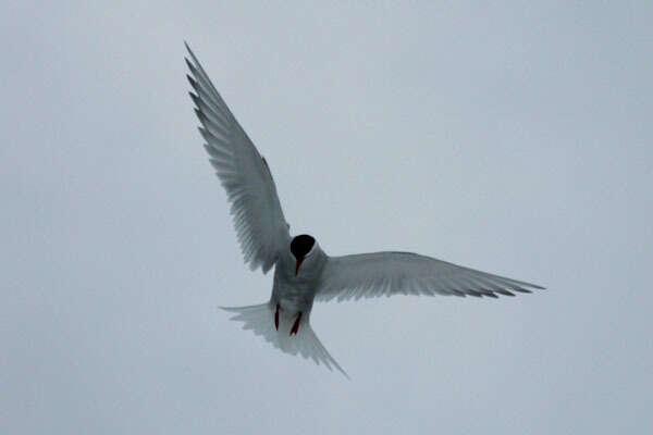 Image of Antarctic Tern