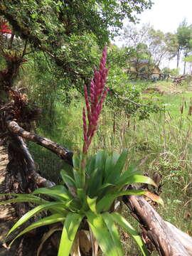 Image of Tillandsia lucida É. Morren ex Baker