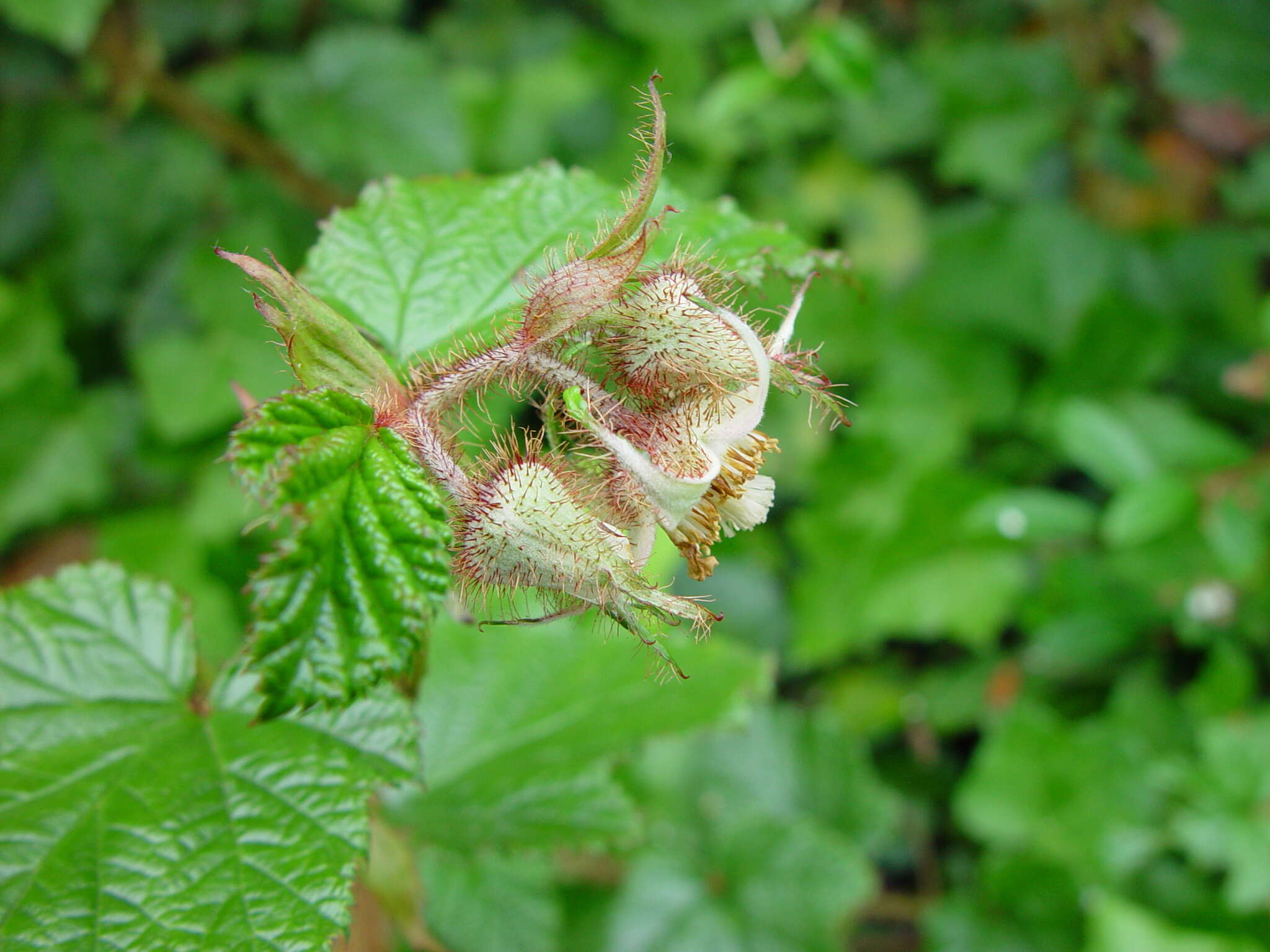 Image of Creeping Bramble