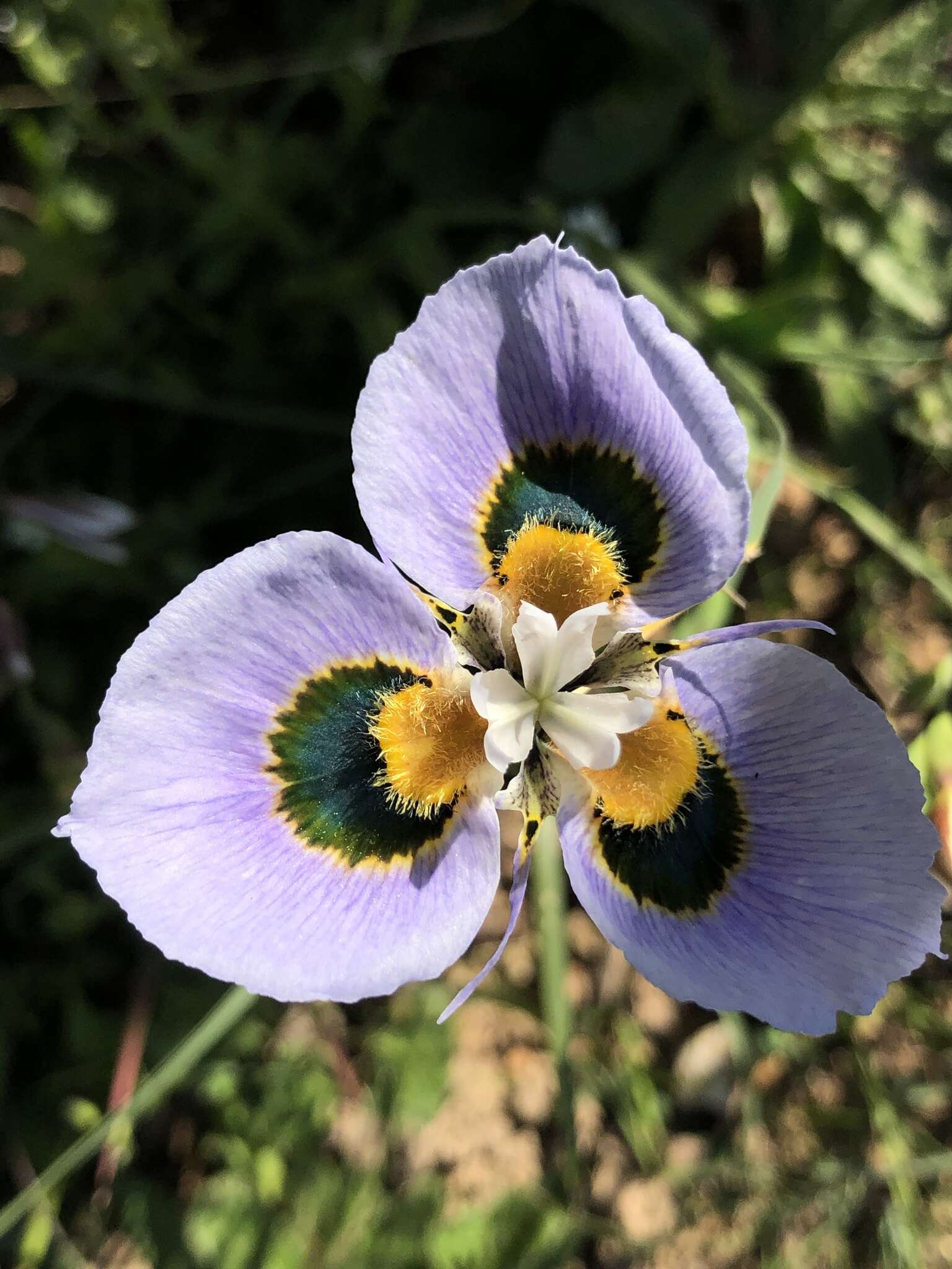 Image of Peacock moraea