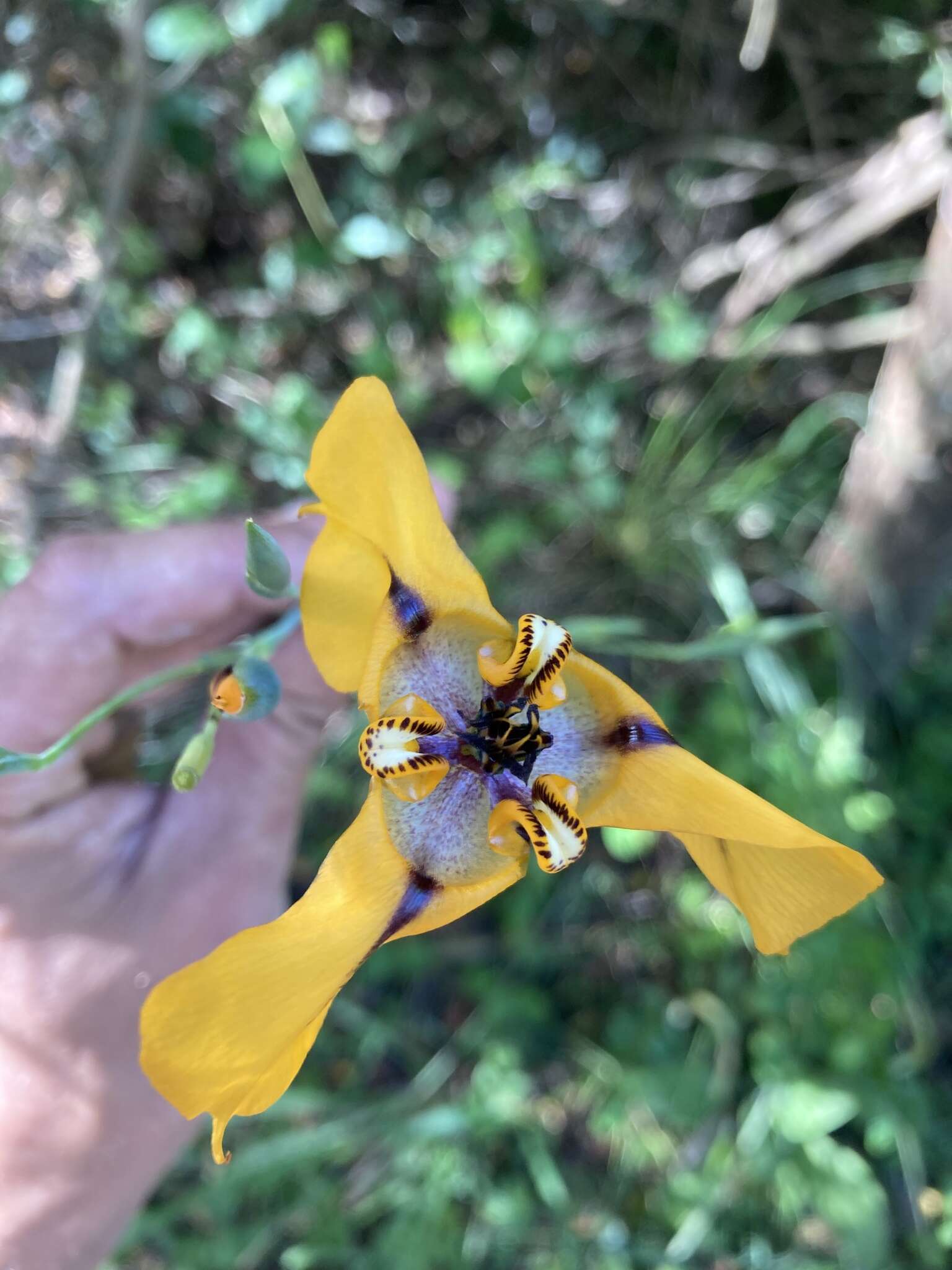 Image of Cypella herbertii (Lindl.) Herb.