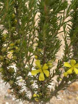 Image of Hibbertia rupicola (S. Moore) C. A. Gardner