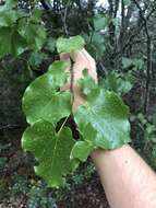 Слика од Cercis canadensis var. mexicana (Britton & Rose) M. Hopkins