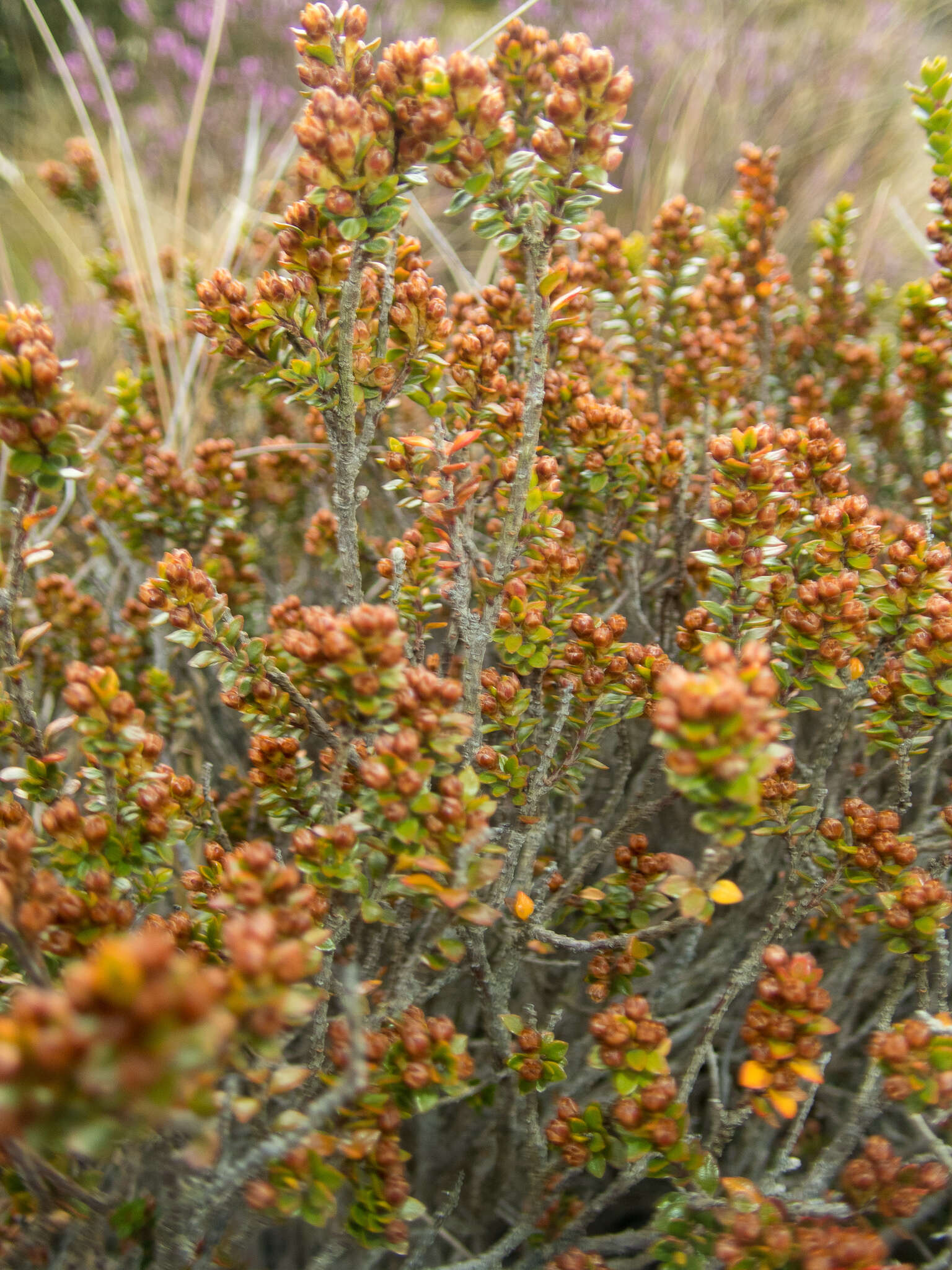 Imagem de Epacris alpina Hook. fil.