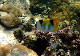 صورة Chaetodon falcula Bloch 1795