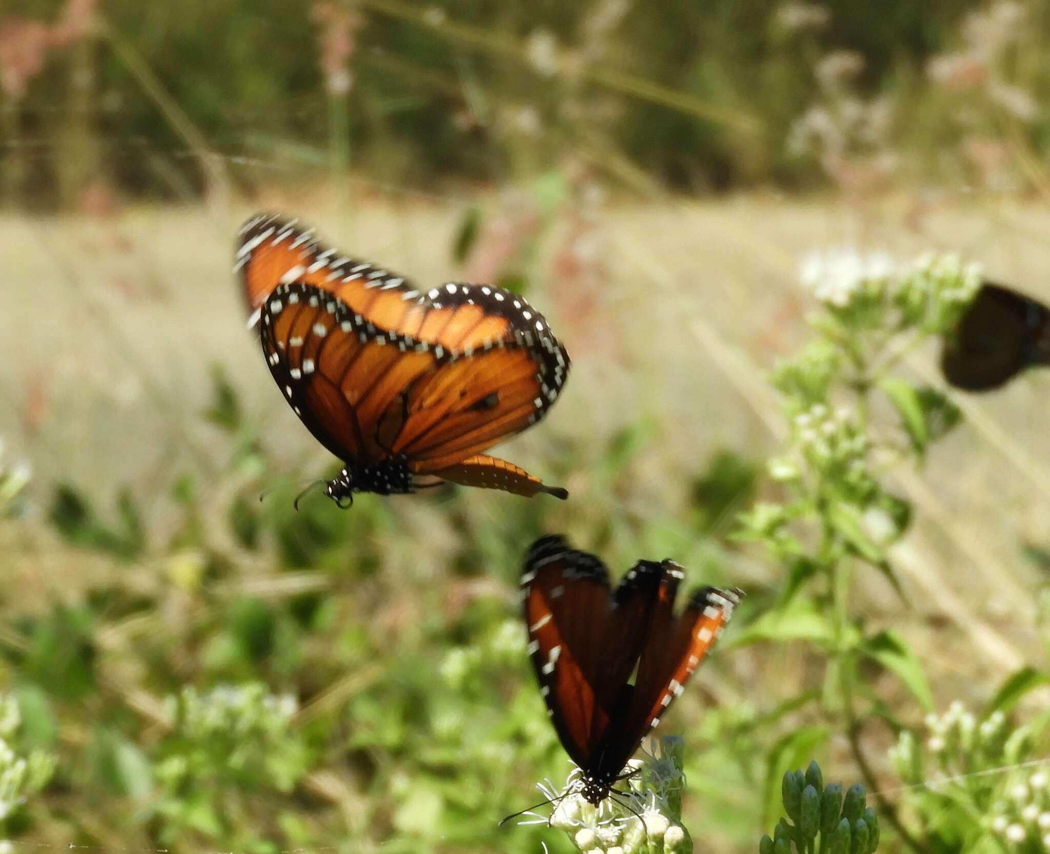 Image of Danaus (Anosia) eresimus subsp. montezuma Talbot 1943