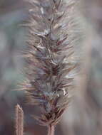 Image of soft feather pappusgrass