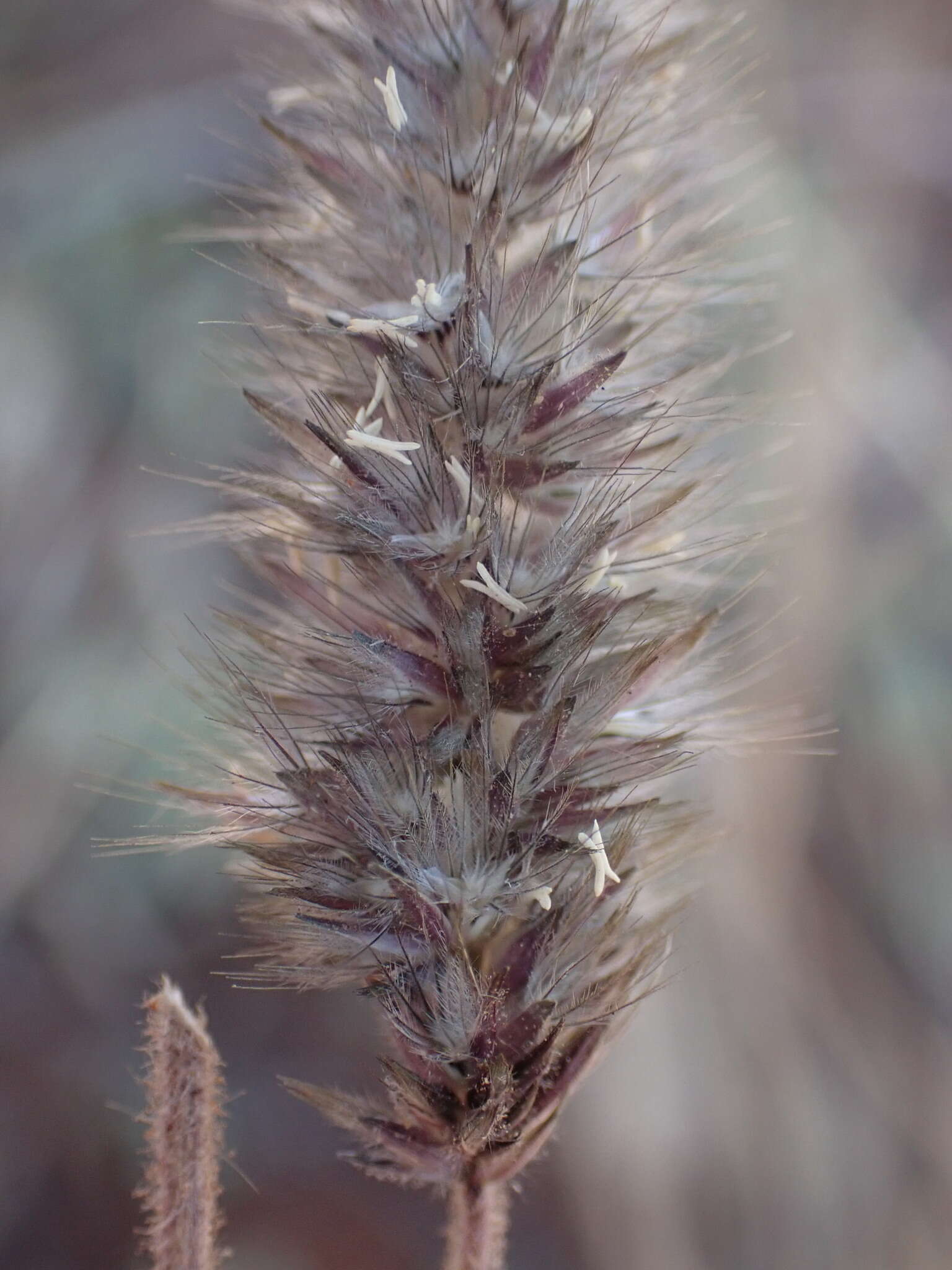 Imagem de Enneapogon cenchroides (Licht.) C. E. Hubb.