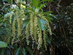 Image of Claoxylon tenerifolium (F. Muell. ex Baill.) F. Muell.