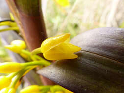 Image of Maxillaria cordyline (Rchb. fil.) Dodson