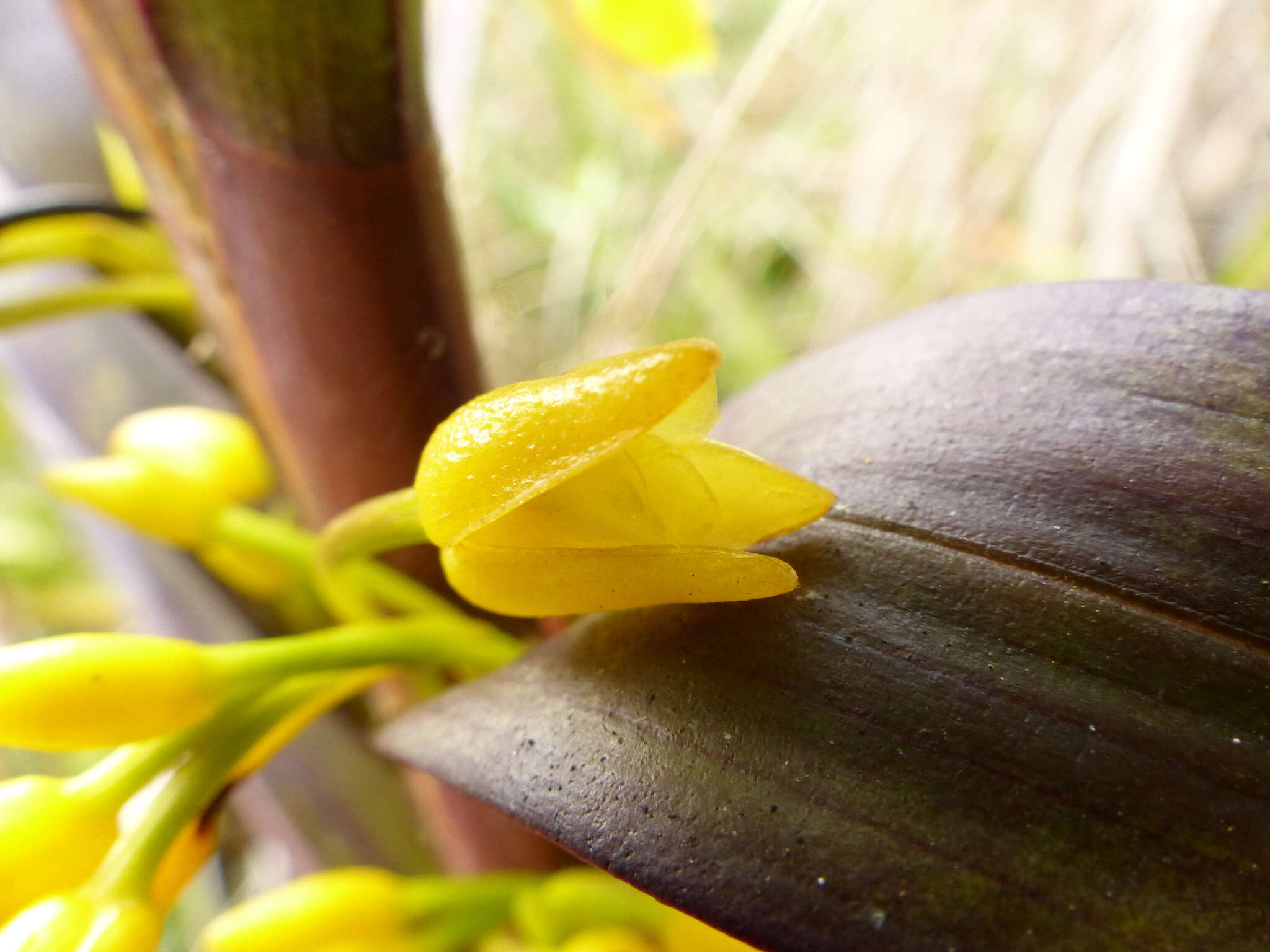 Image of Maxillaria cordyline (Rchb. fil.) Dodson