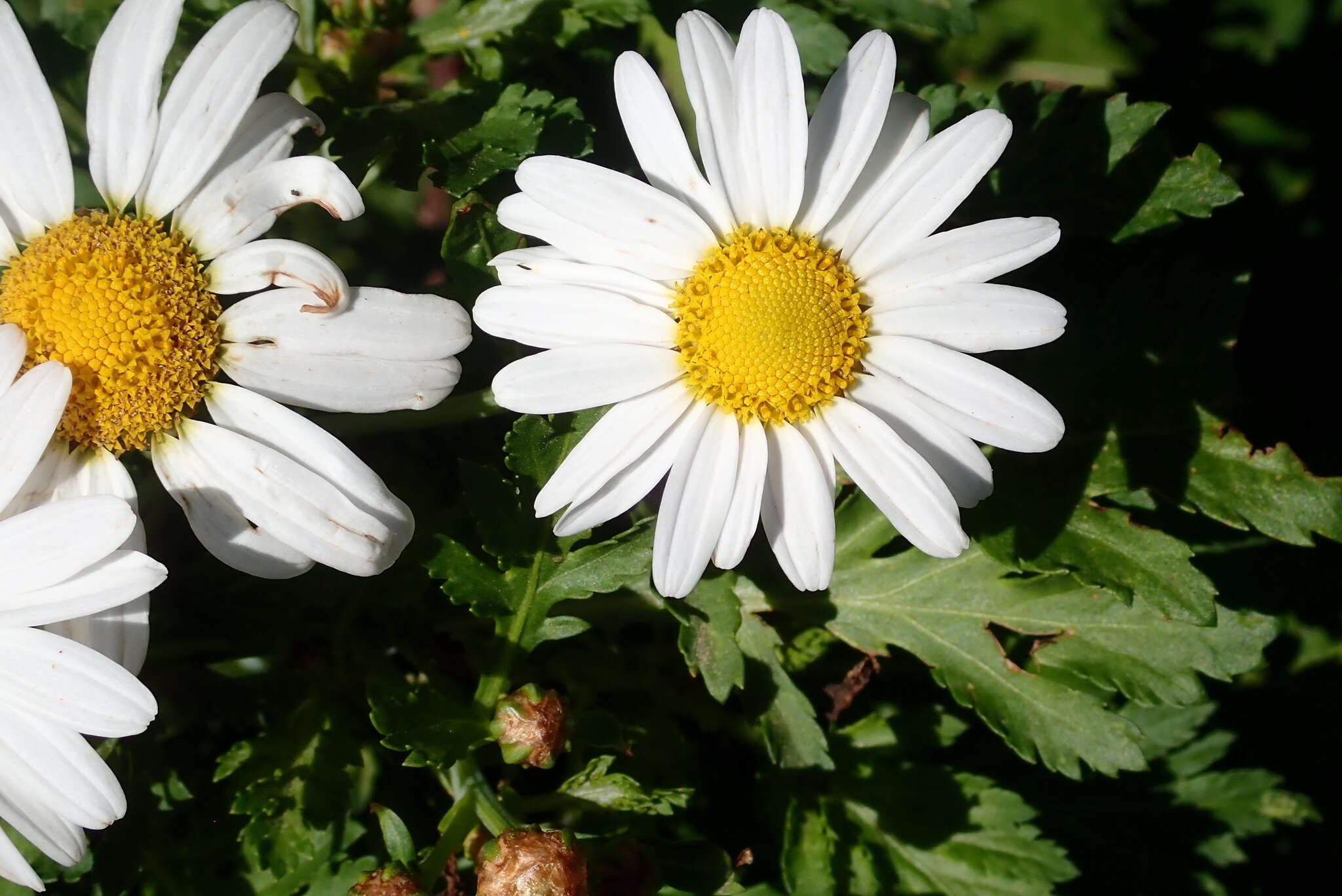 Image of Argyranthemum callichrysum subsp. gomerensis (Humphries) O. W. White