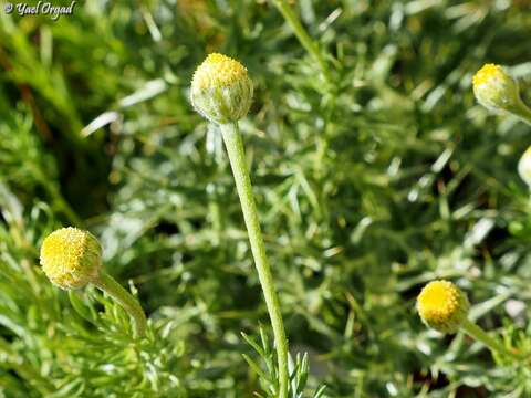 Image of Cota nigellifolia (Boiss.) Alv. Fern. & Vitales