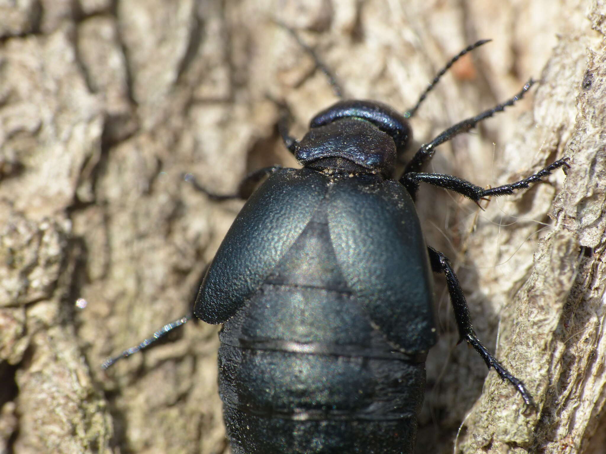 Image of <i>Meloe decorus</i>