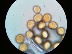 Imagem de Puccinia orbicula Peck & Clinton 1878