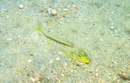 Image of Buccochromis