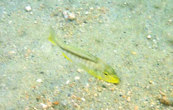 Image of Buccochromis