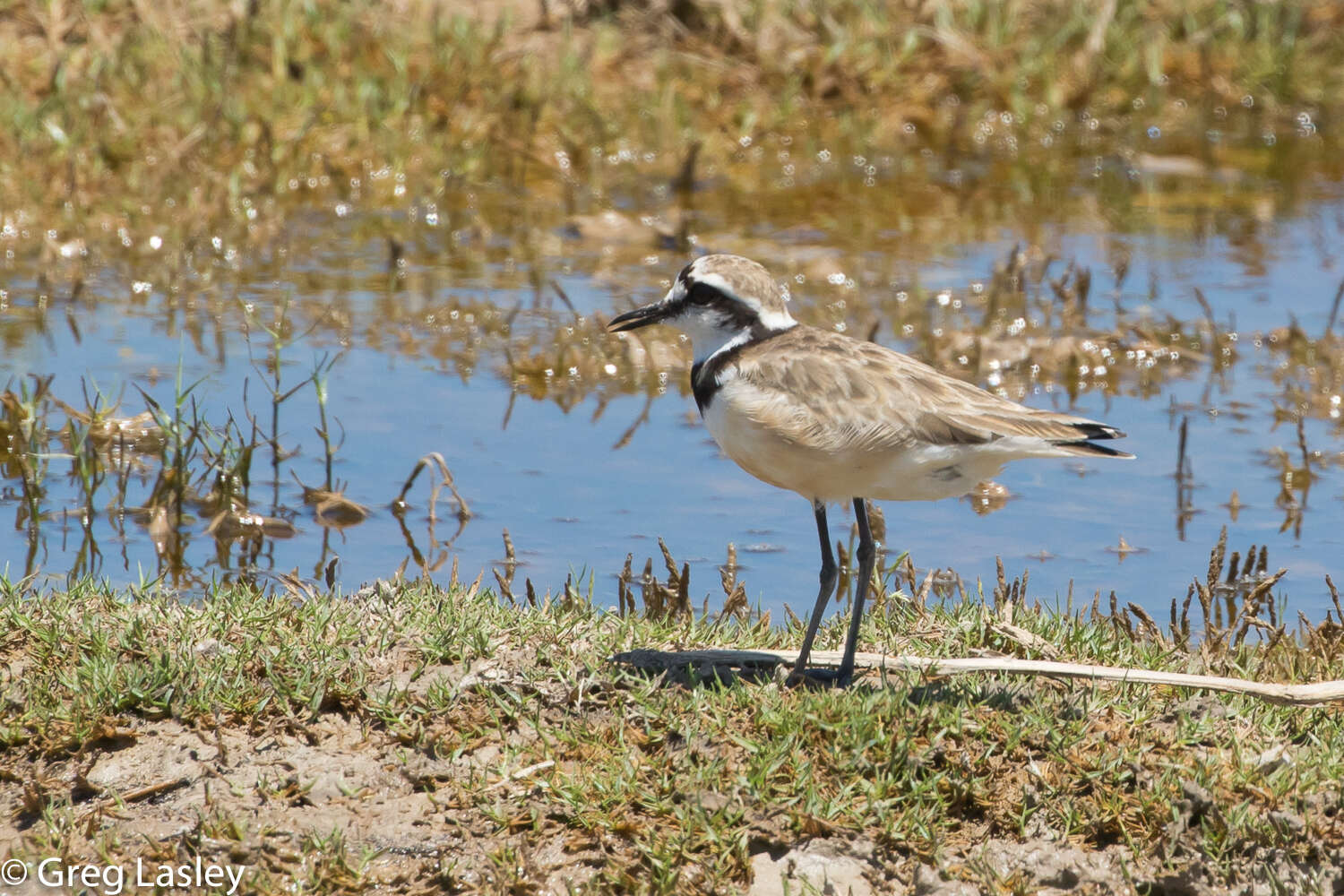 Charadrius thoracicus (Richmond 1896) resmi