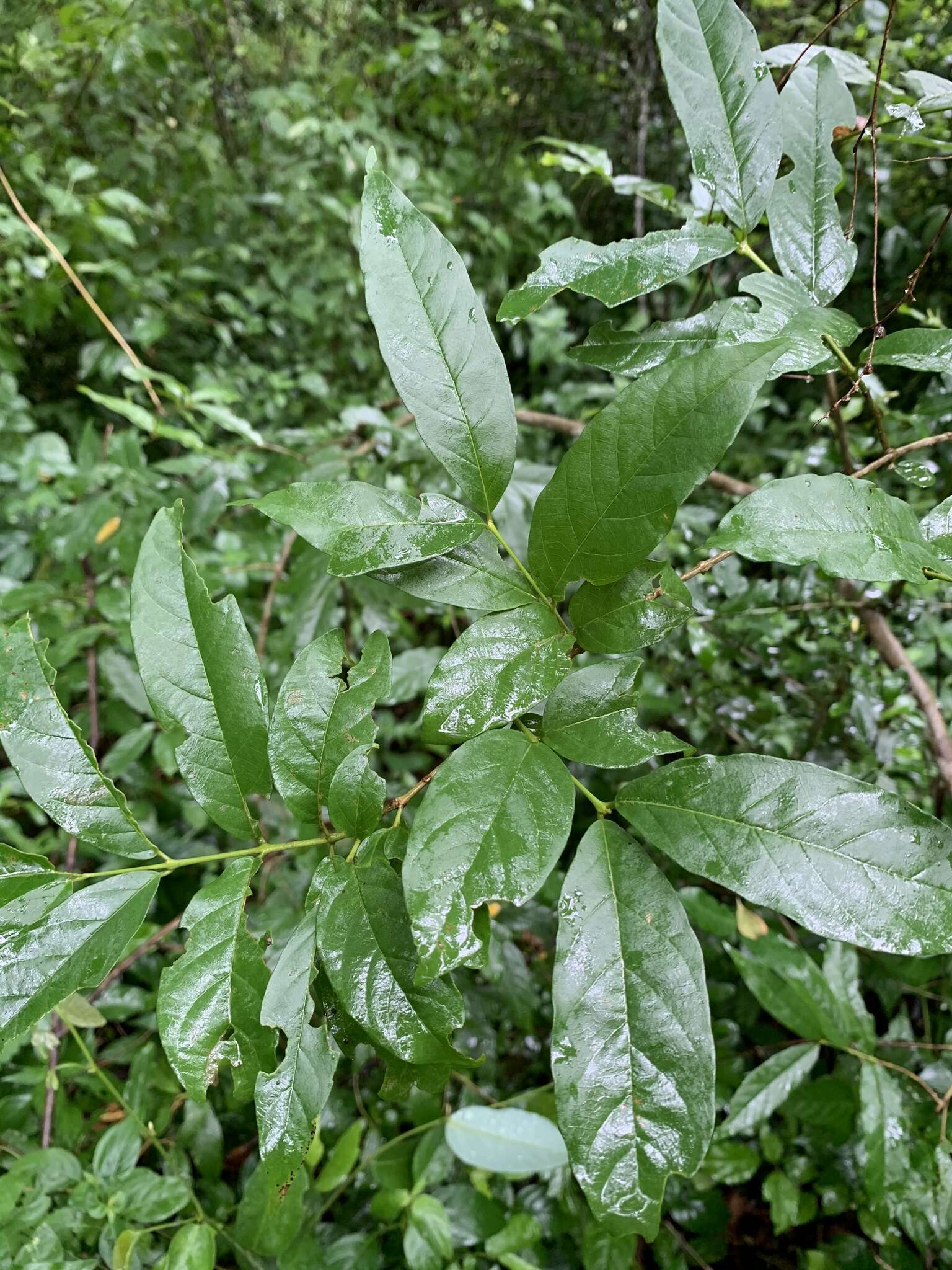 Sivun Combretum woodii Dümmer kuva