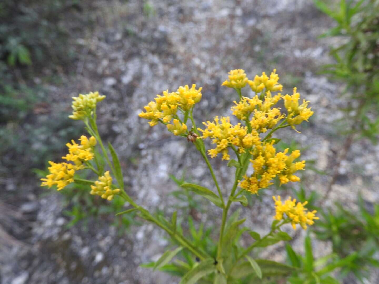 Plancia ëd Gymnosperma