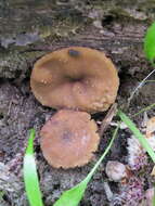 Image of Gyromitra parma (J. Breitenb. & Maas Geest.) Kotl. & Pouzar 1974