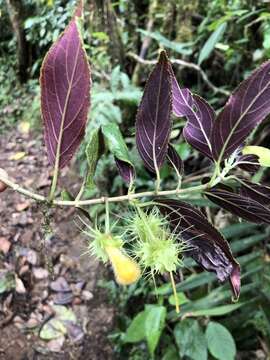 Image of Glossoloma purpureum (L. P. Kvist & L. E. Skog) J. L. Clark