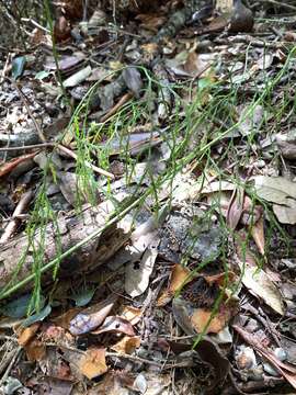 Plancia ëd Lycopodiastrum casuarinoides (Spring) Holub ex Dixit