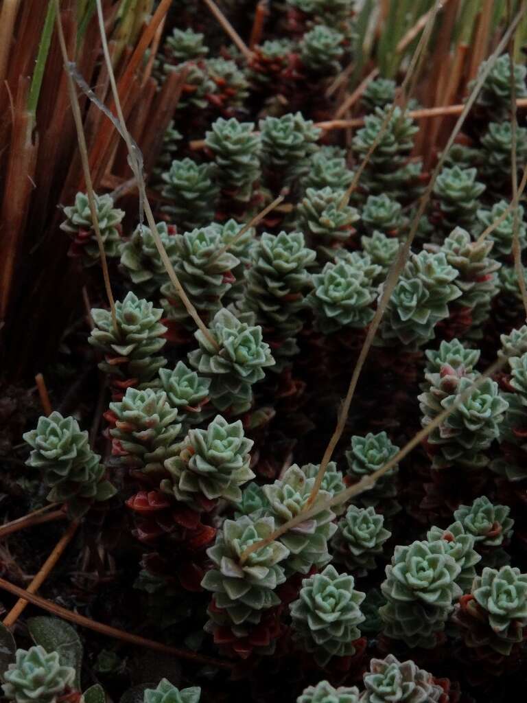 Image of Forstera sedifolia Forst. fil.