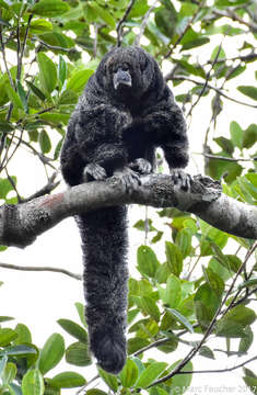 Image of Monk Saki